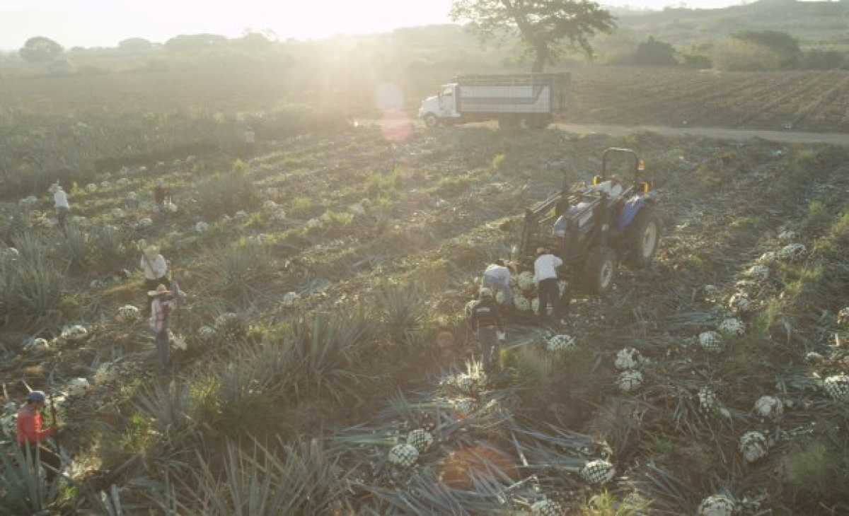 Ford y José Cuervo, aliados para crear bioplásticos usando la planta del agave