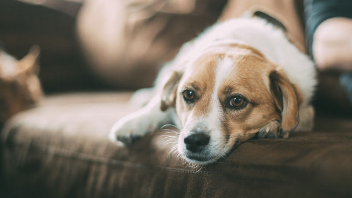 Sí, tu perro recuerda todas aquellas ocasiones en las que fuiste un mal dueño