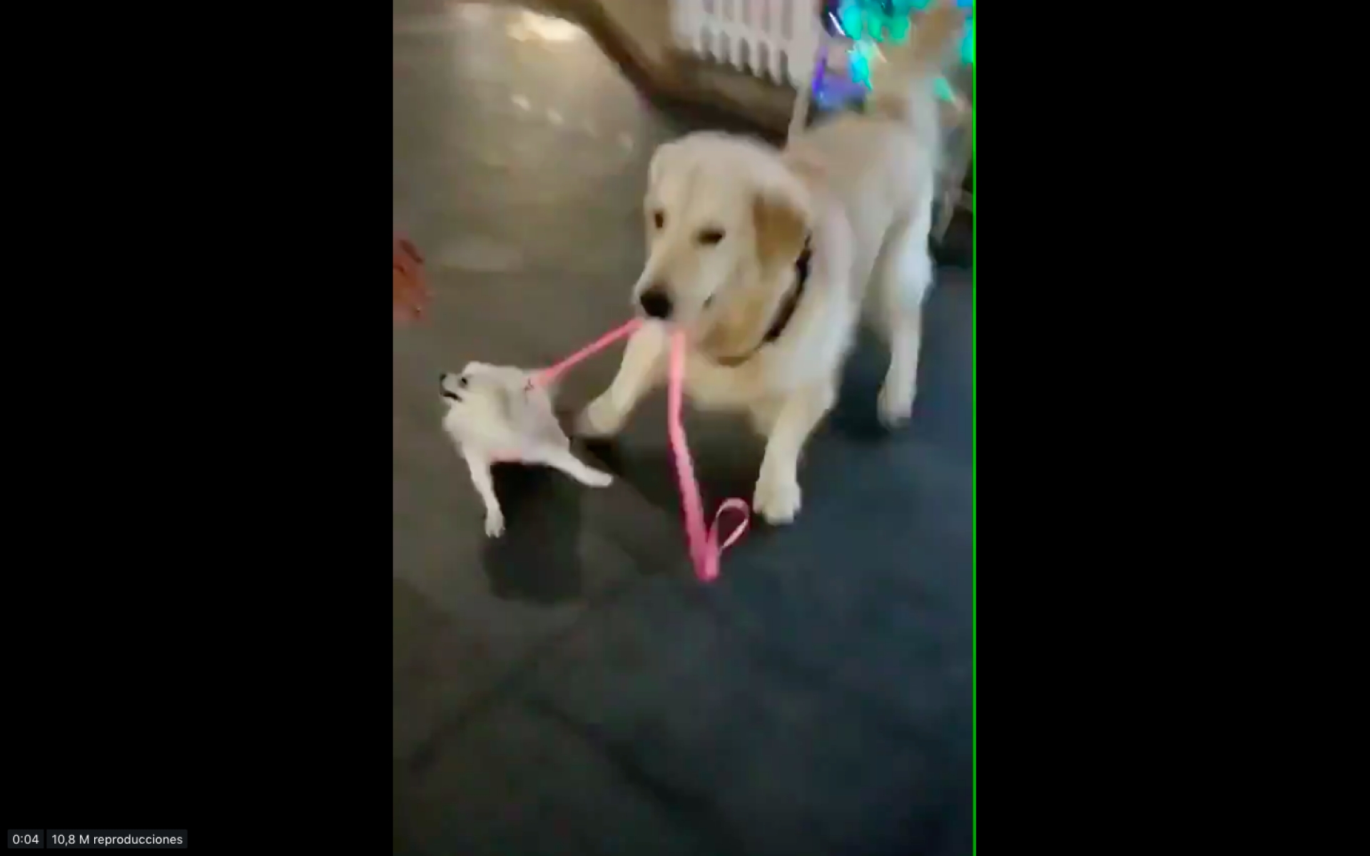 VIDEO: Perro 'se roba' a otro can en plena calle ante asombro de su dueña