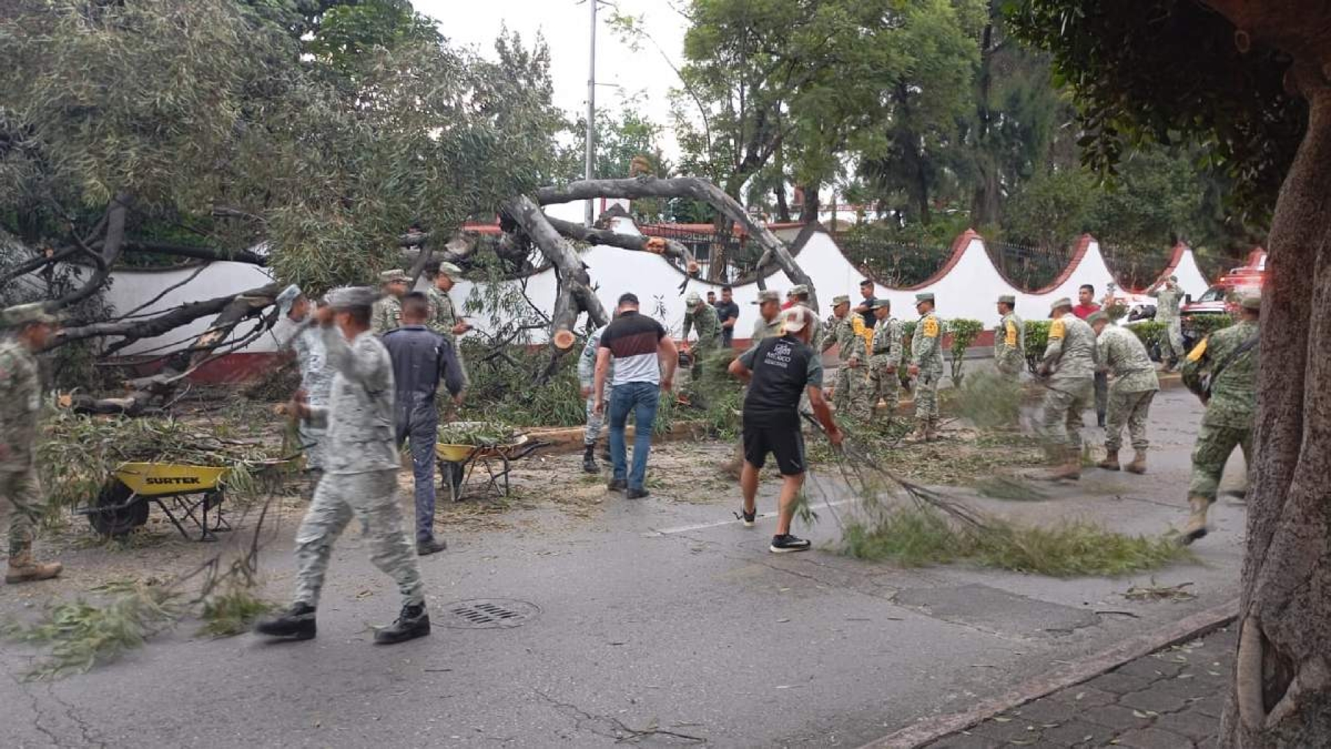 Colapsa árbol en la 24ª Zona Militar