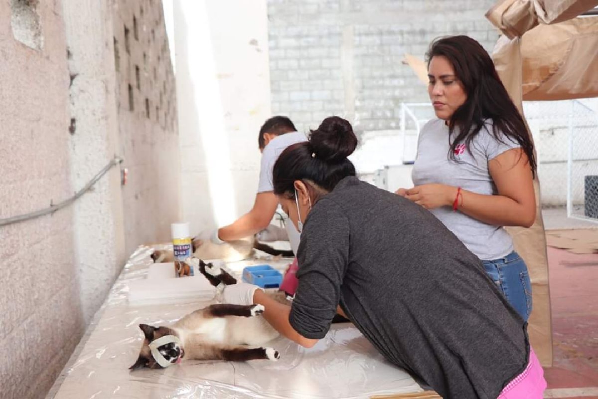 Realizan campaña de esterilización de perros y gatos en Tetela del Volcán