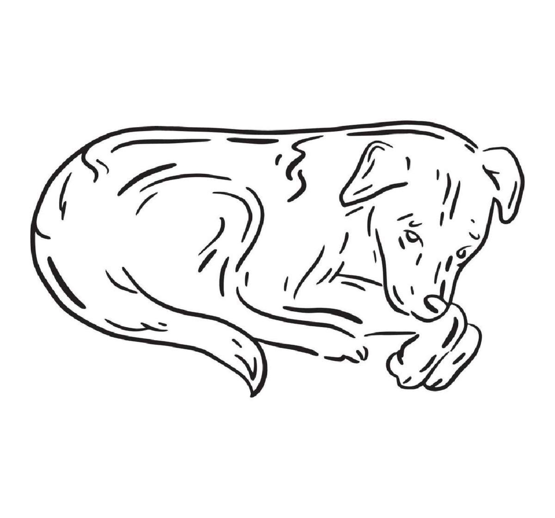 Tlayacapan, un municipio 'not pet friendly'