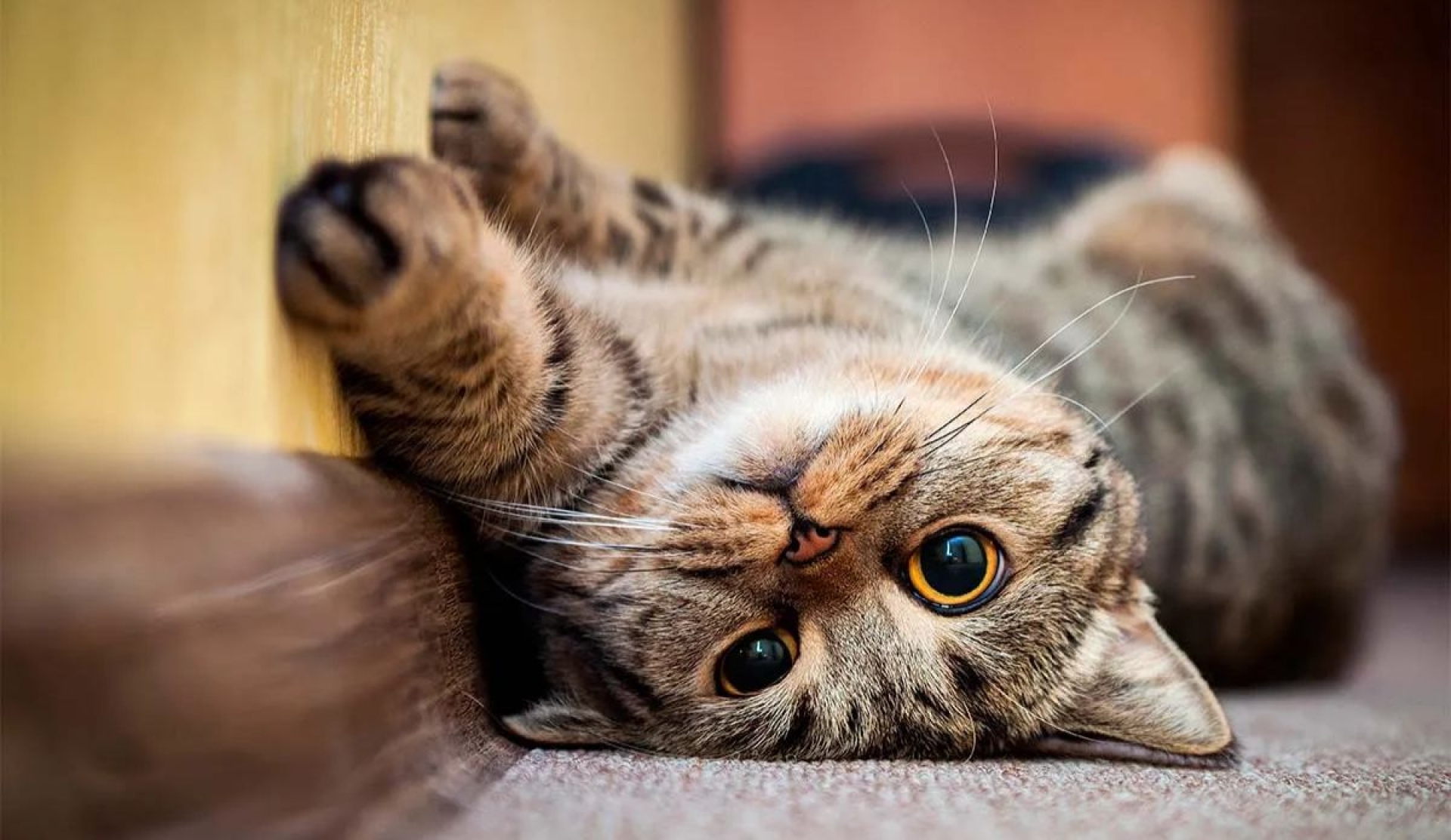 Día Internacional del Gato… ¿otra vez?