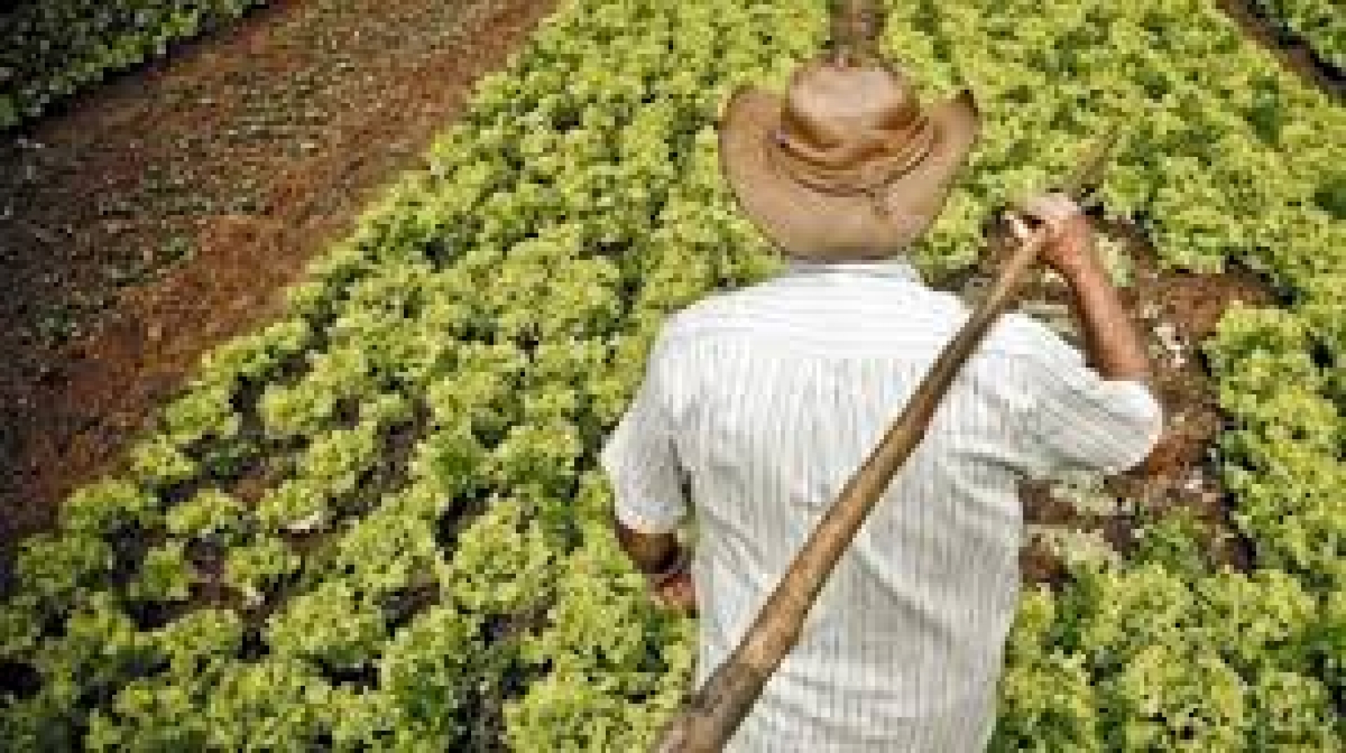 Agricultores de diferentes regiones piden apoyo para sembrar