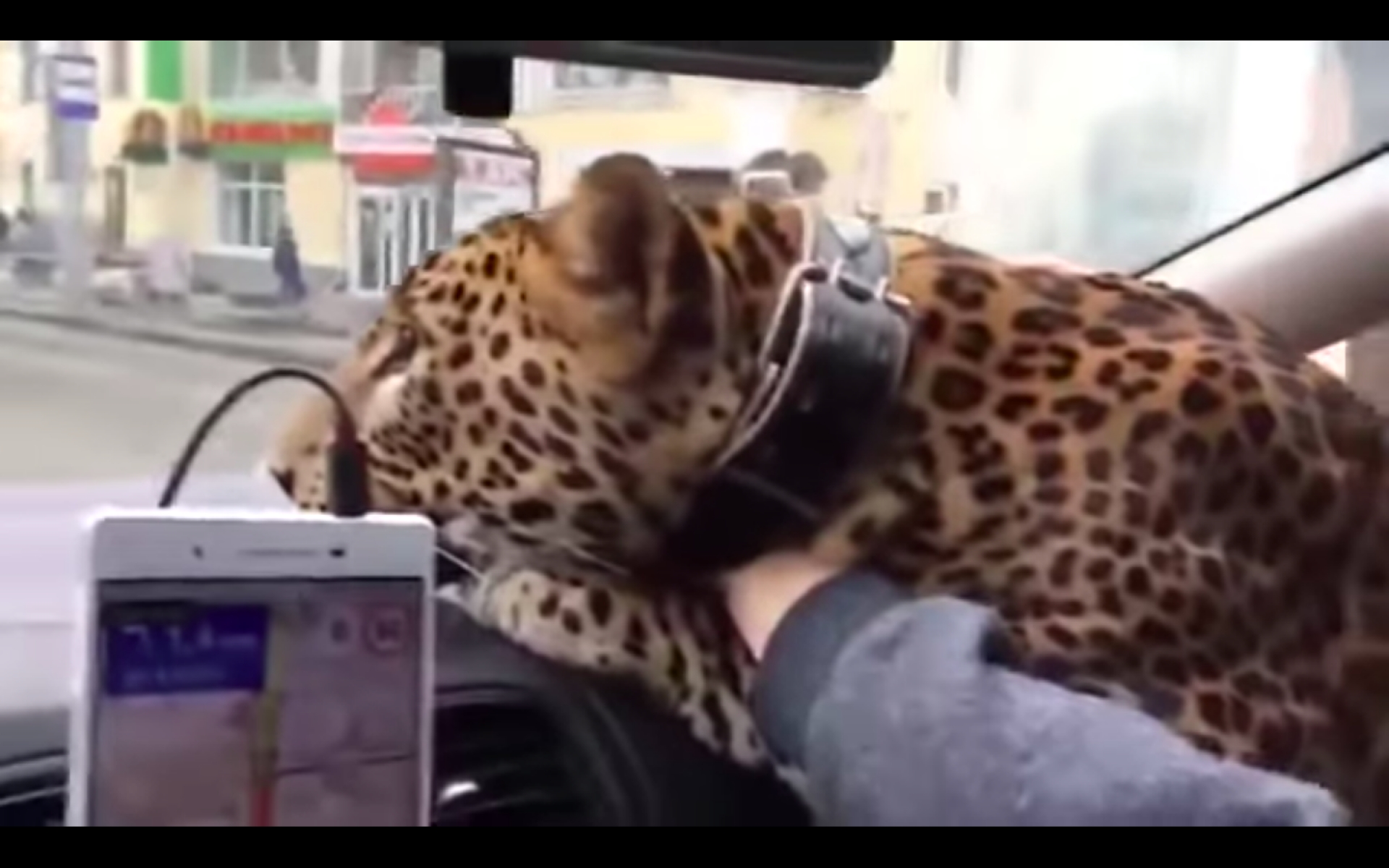 VIDEO: ¡Vaya gatote!