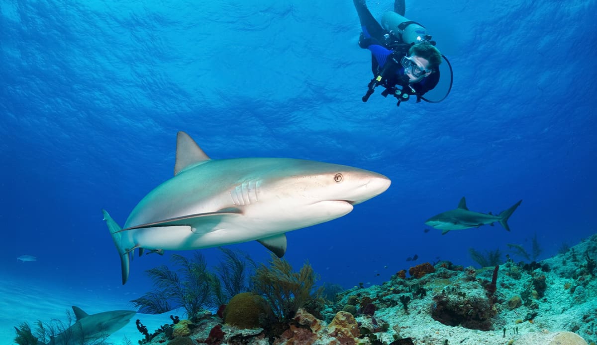 Científicos detectan cocaína y otras sustancias en tiburones de Bahamas