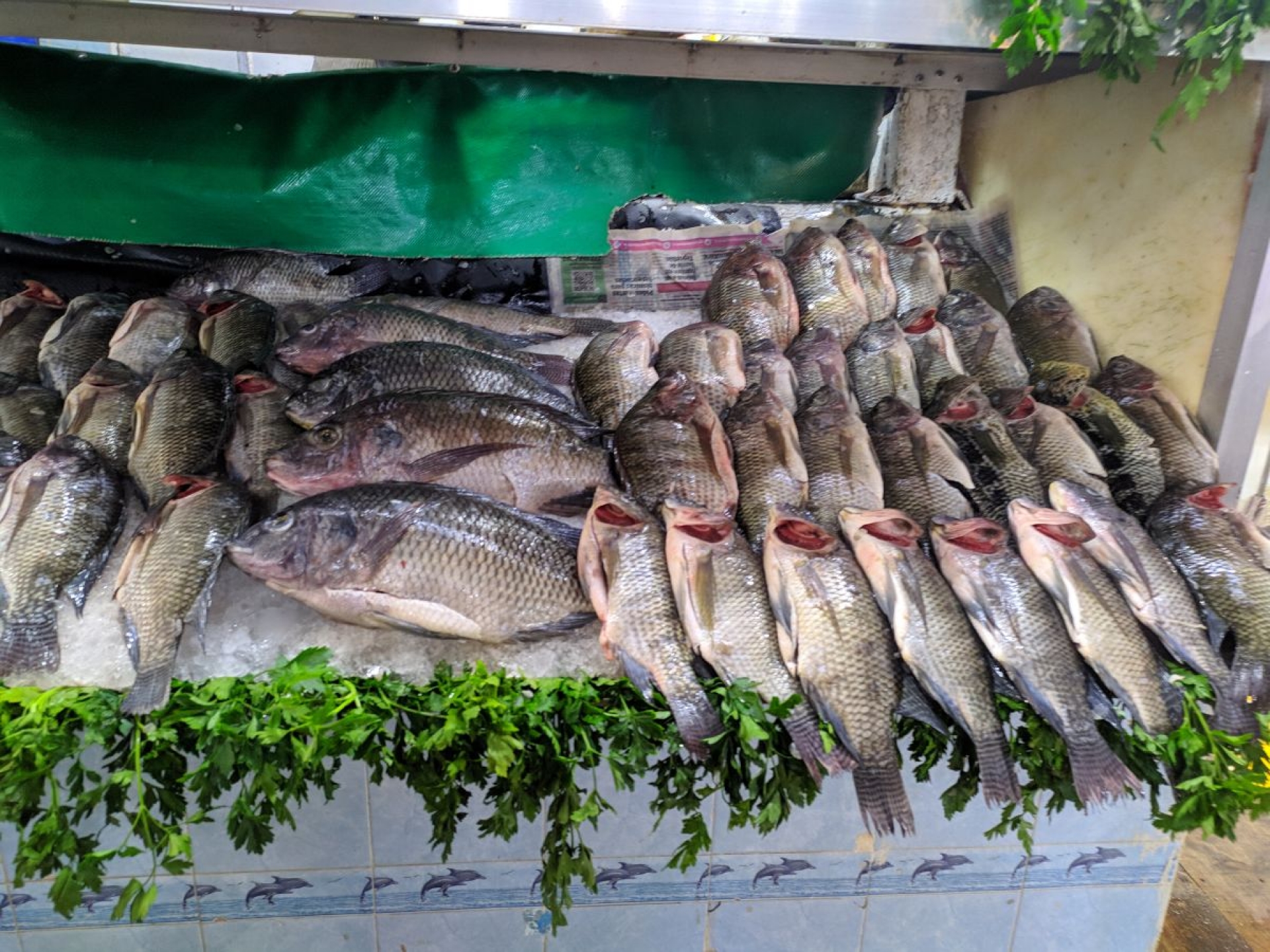 Confía en tener buenas ventas de pescado la próxima semana