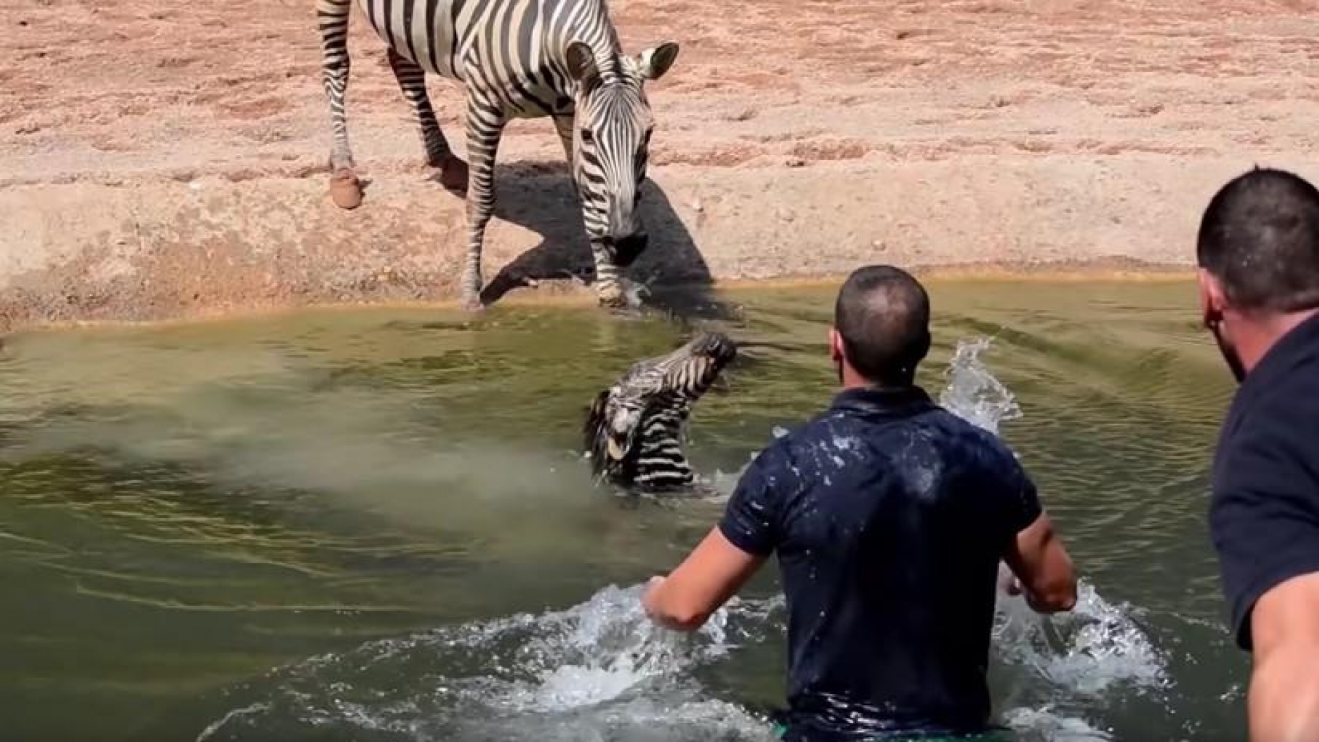 VIDEO: Cae cebra bebé al agua y así la salvan en un Zoológico de España