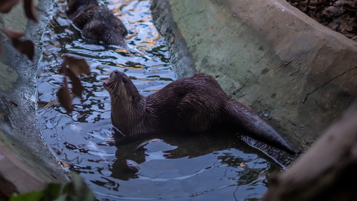 Nutrias de acuario en Estados Unidos dan positivo a COVID-19