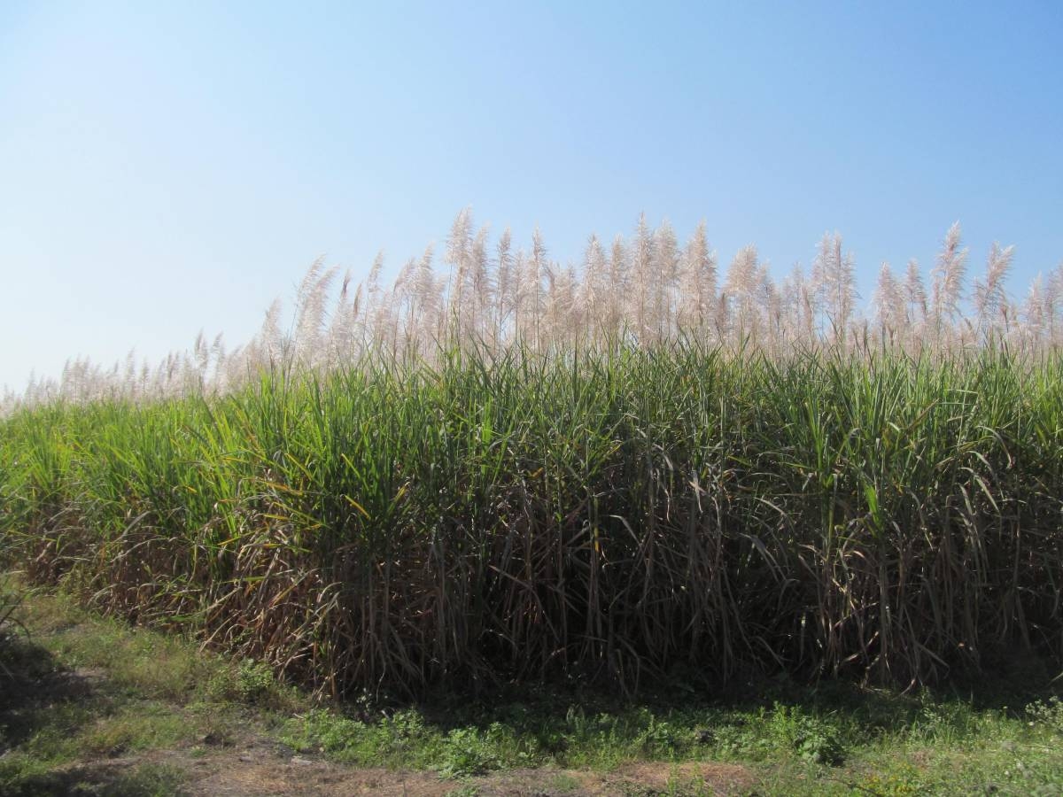 Habrá apoyo del gobierno federal para productores de caña