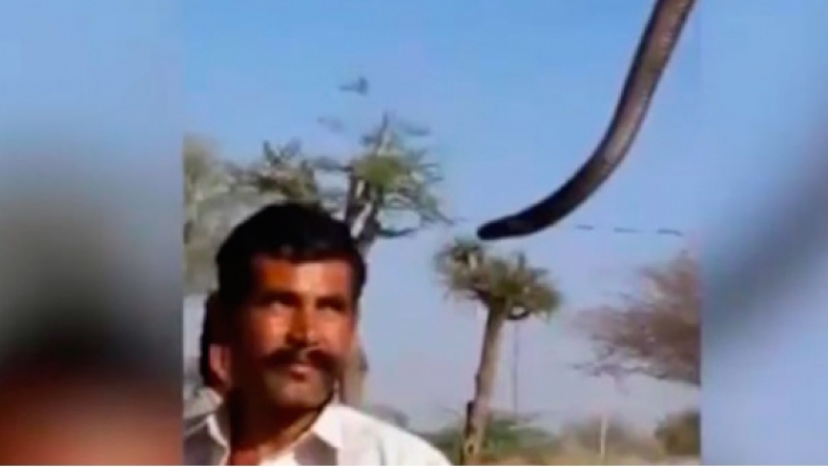 Ligera mordedura de cobra mata a turista que quería una 'selfie'