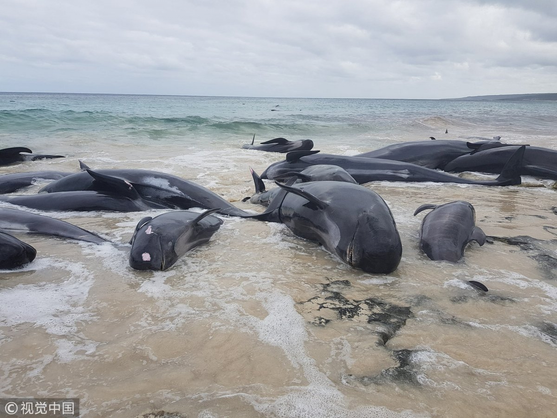 VIDEO: Más de 150 ballenas quedan varadas en Australia