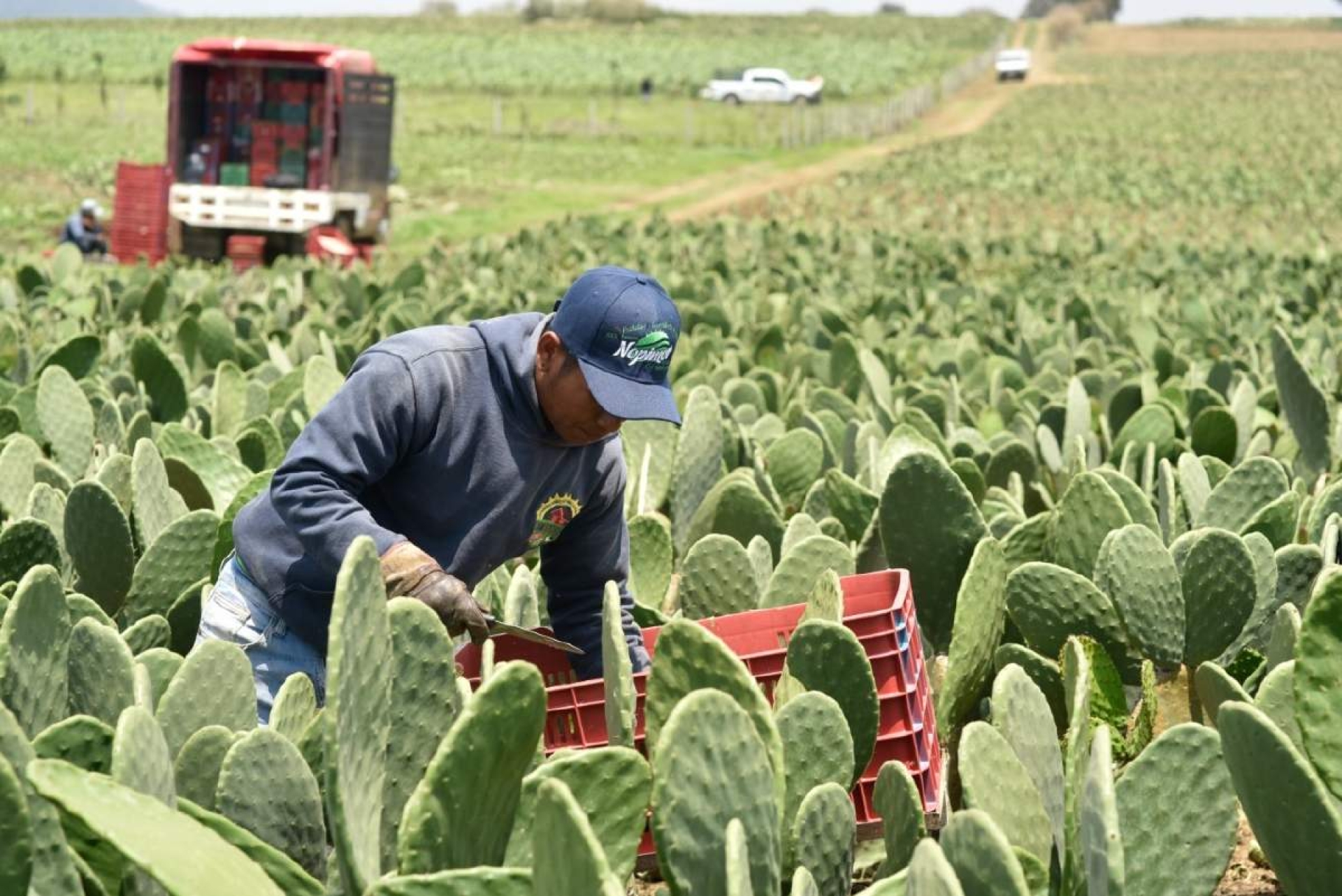 Nopaleros también exigen seguridad