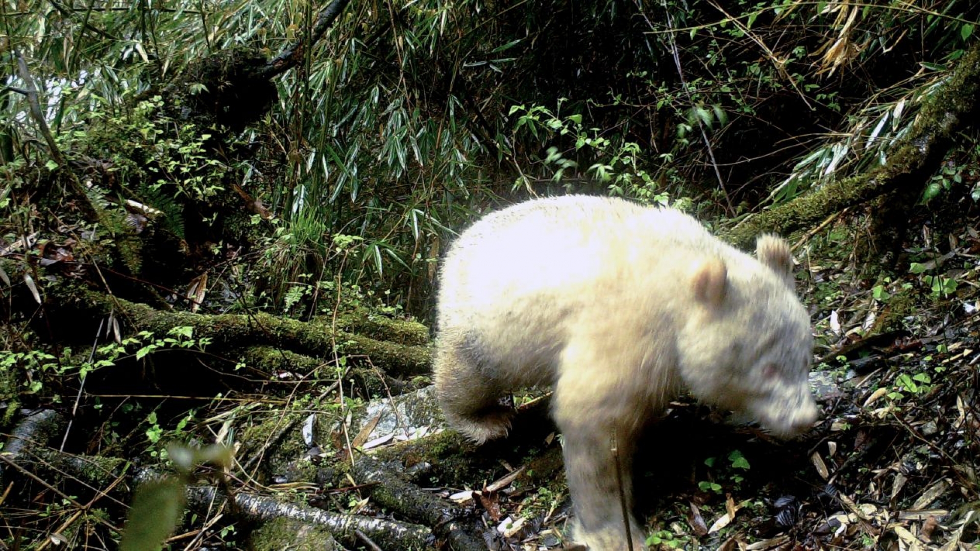 ¿Un panda albino? Sí existe y vive en una reserva de China
