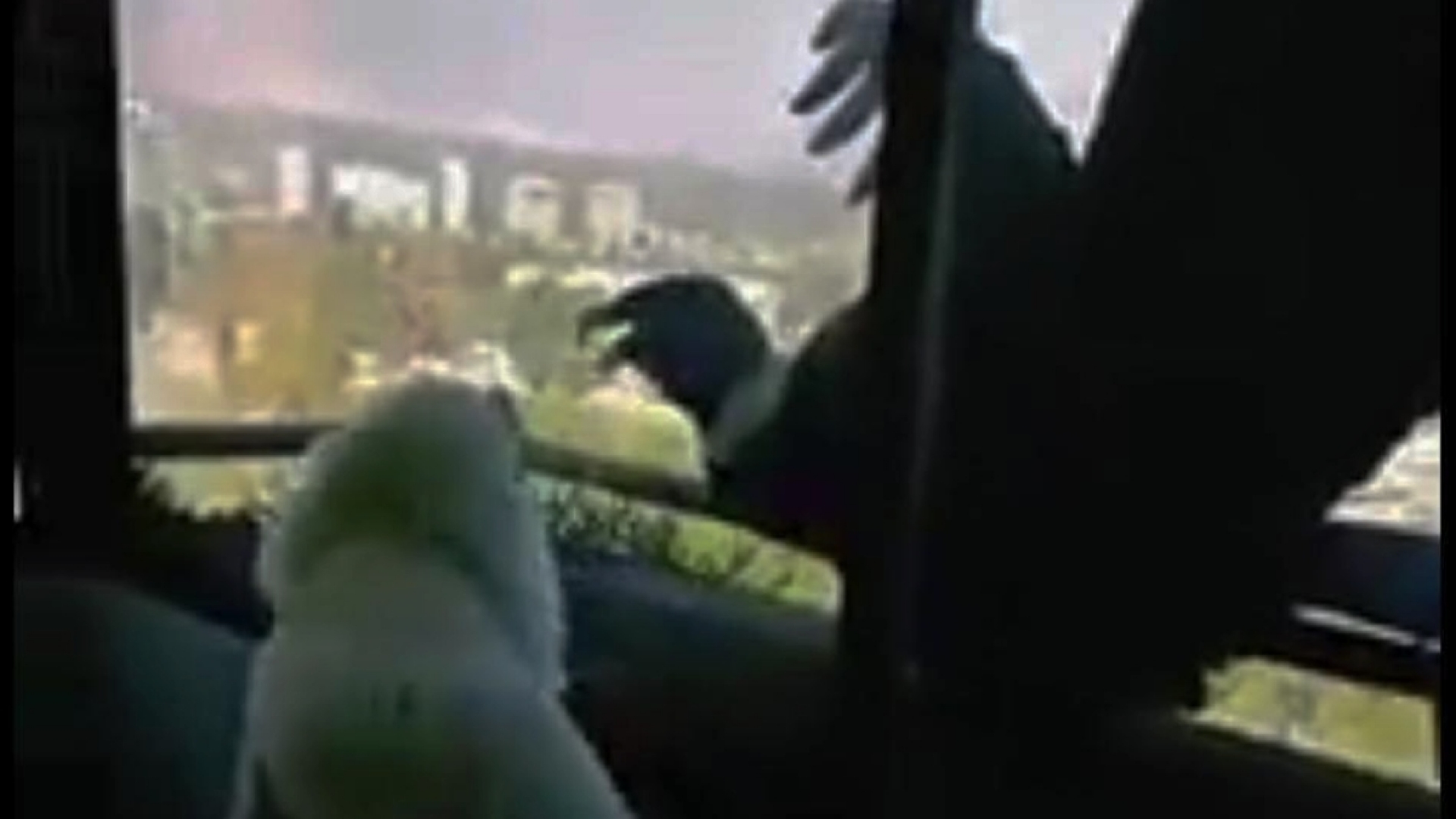 VIDEO VIRAL: Cóndores son captados intentando comerse a perritos vivos