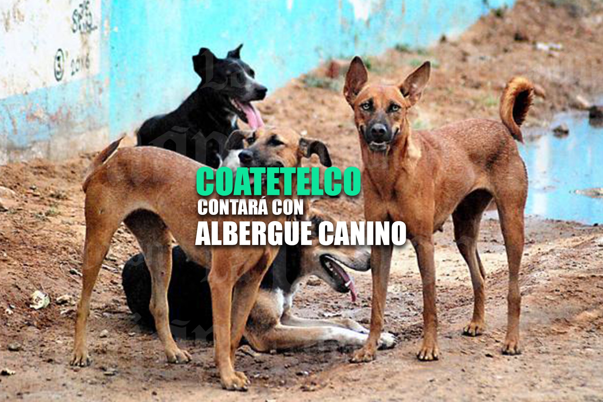 Instalarán albergue canino en Coatetelco