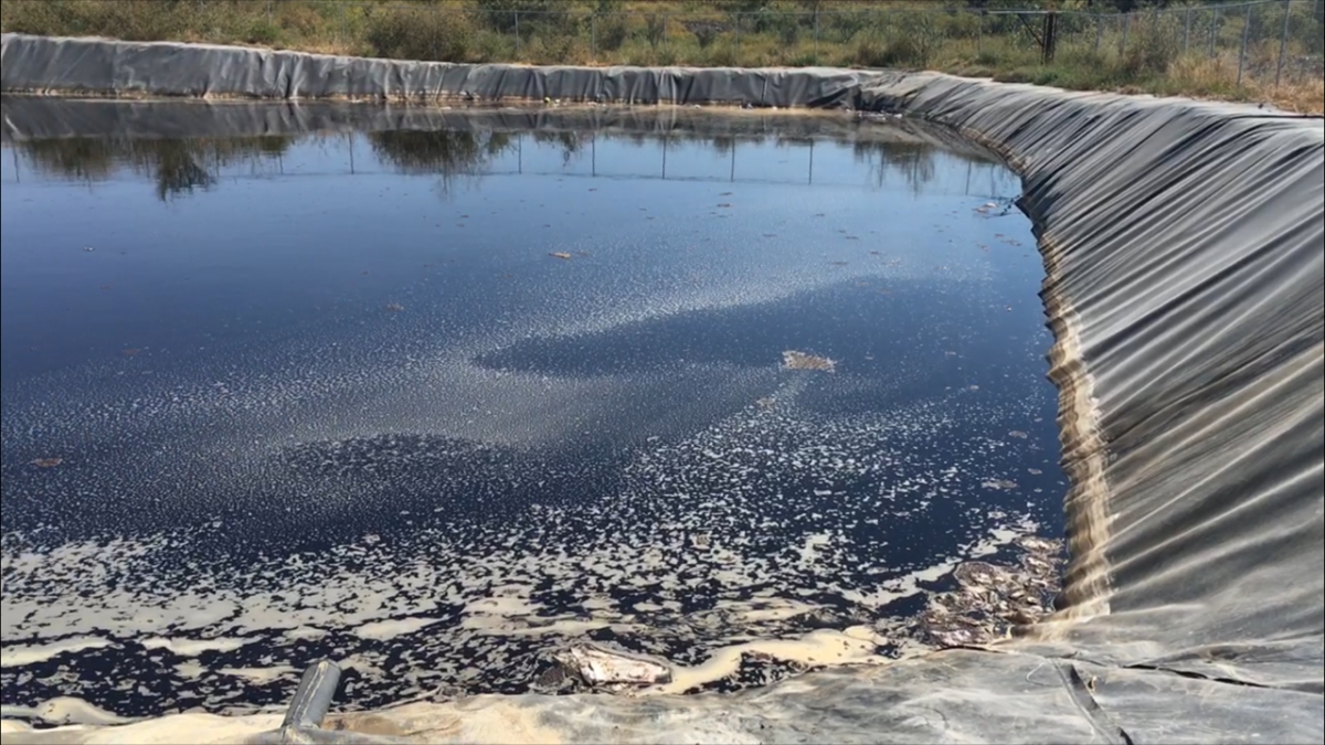Investiga Conagua mortandad de peces en la presa El Gigante