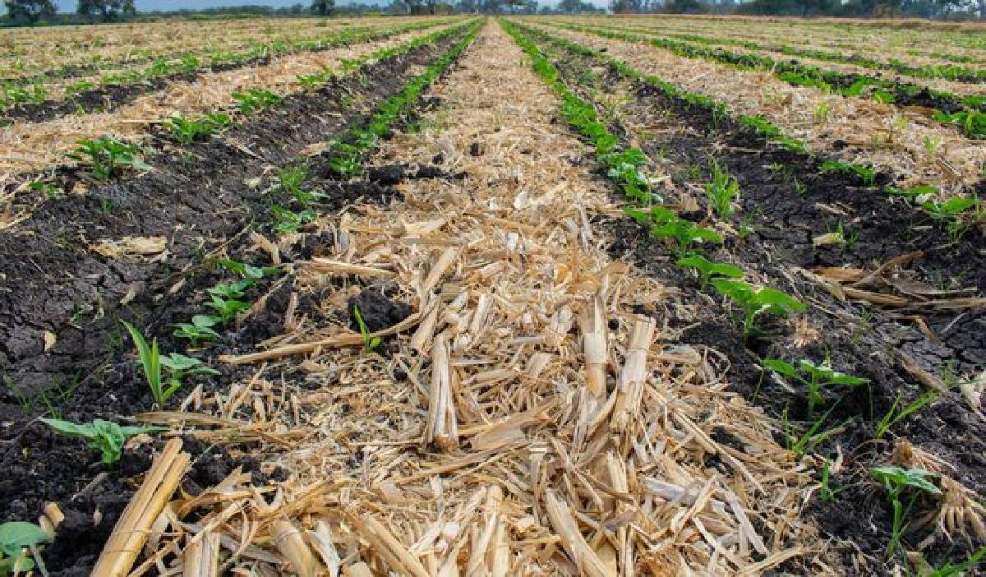 Llaman a agricultores a no realizar quemas en temporada invernal