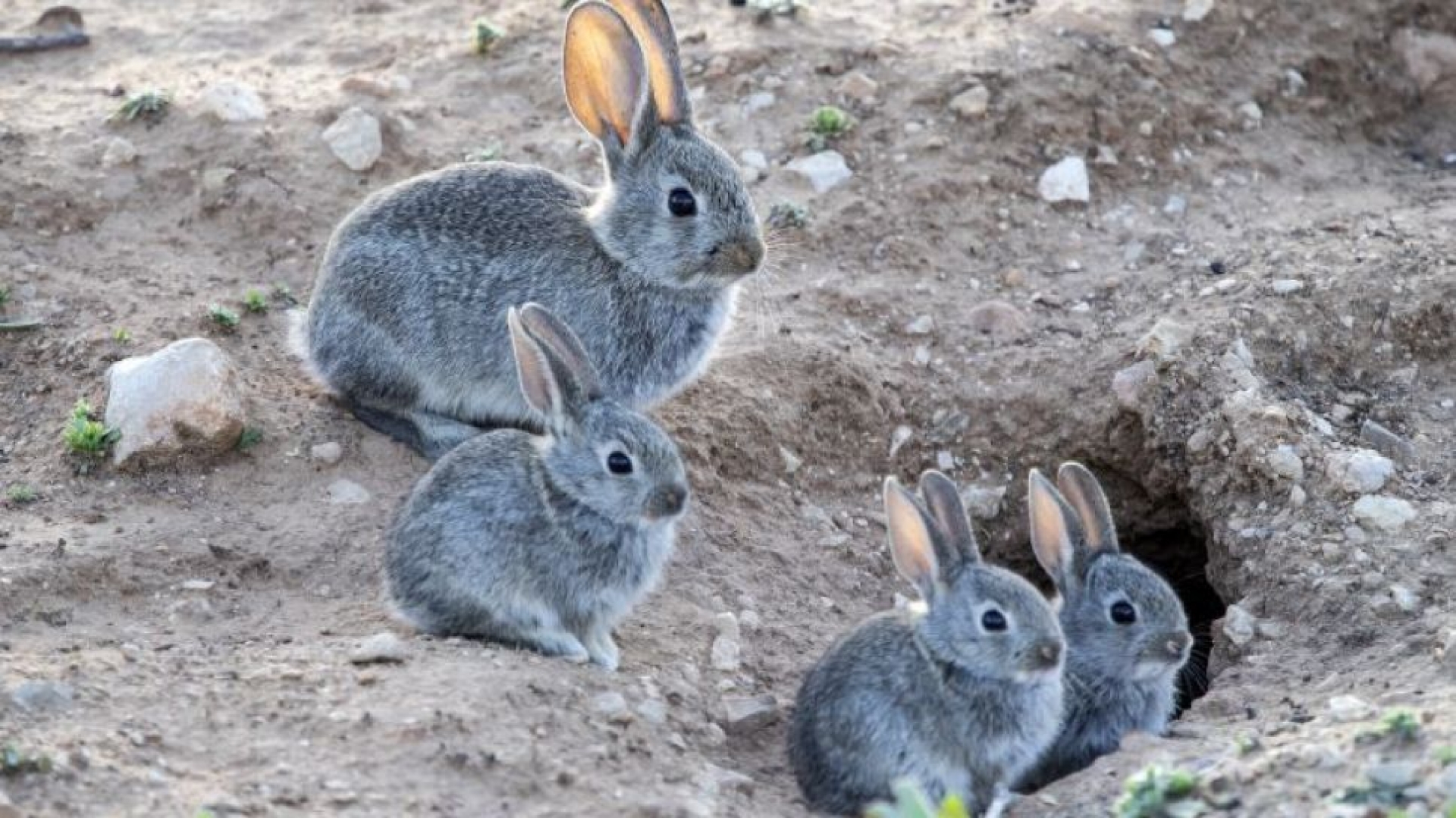 Los conejos entran en la lista de especies en peligro de extinción