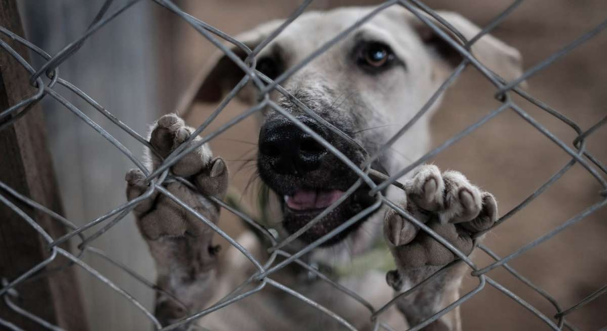 En vigor, penas más severas contra maltrato animal