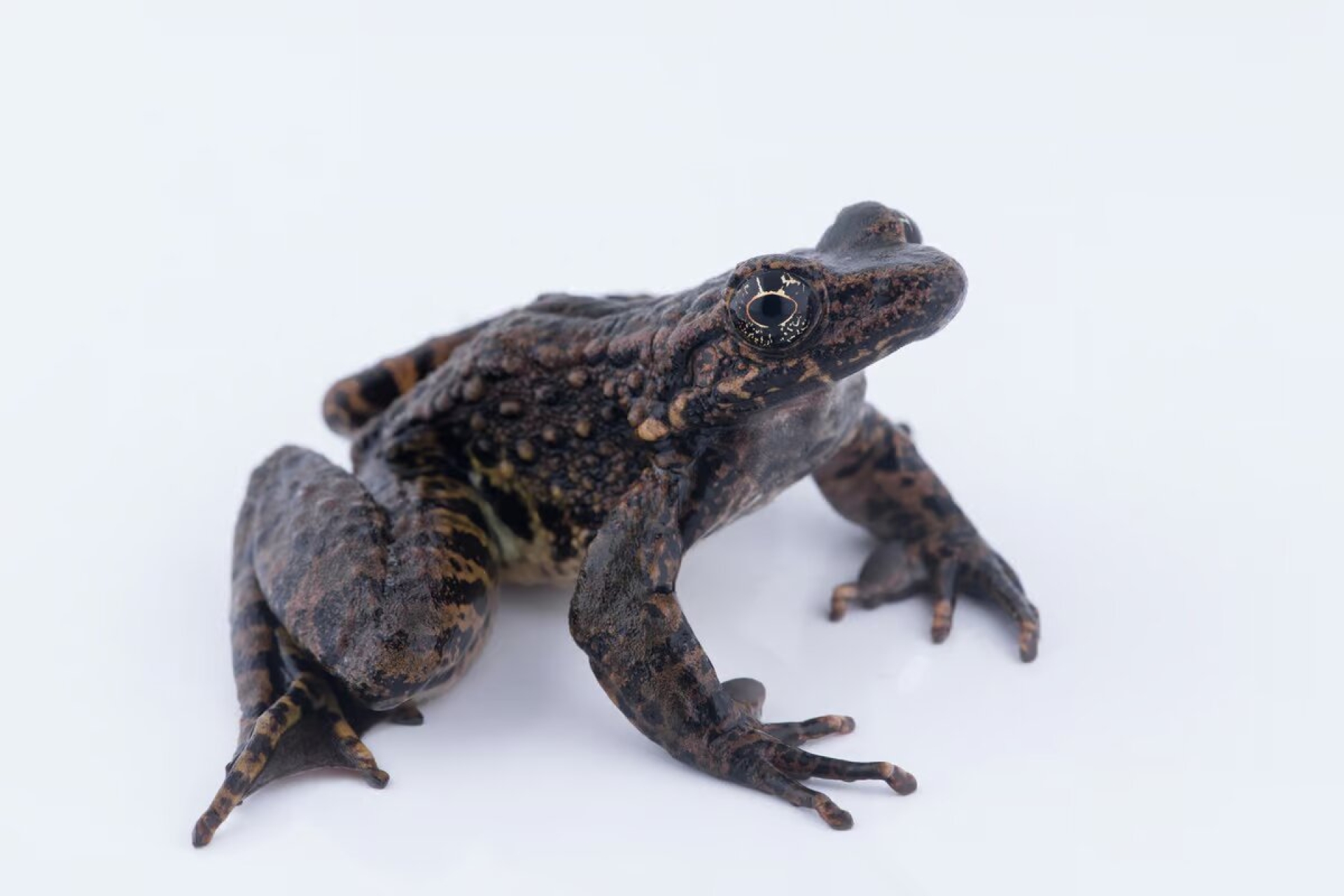 Descubren antibióticos en ranas para combatir las superbacterias