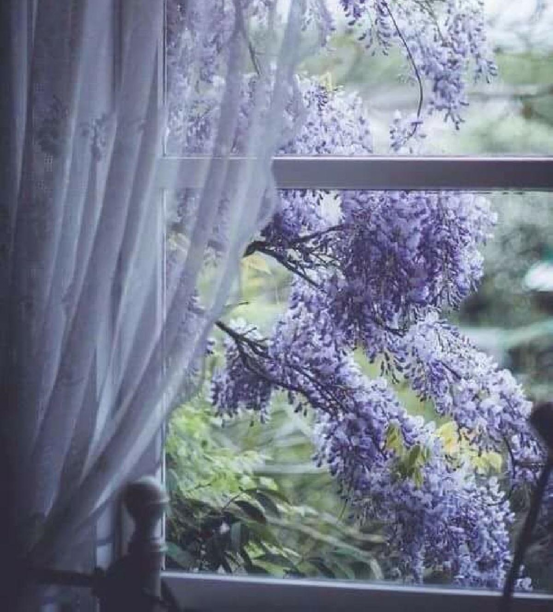 Añoranza de mar y jacaranda