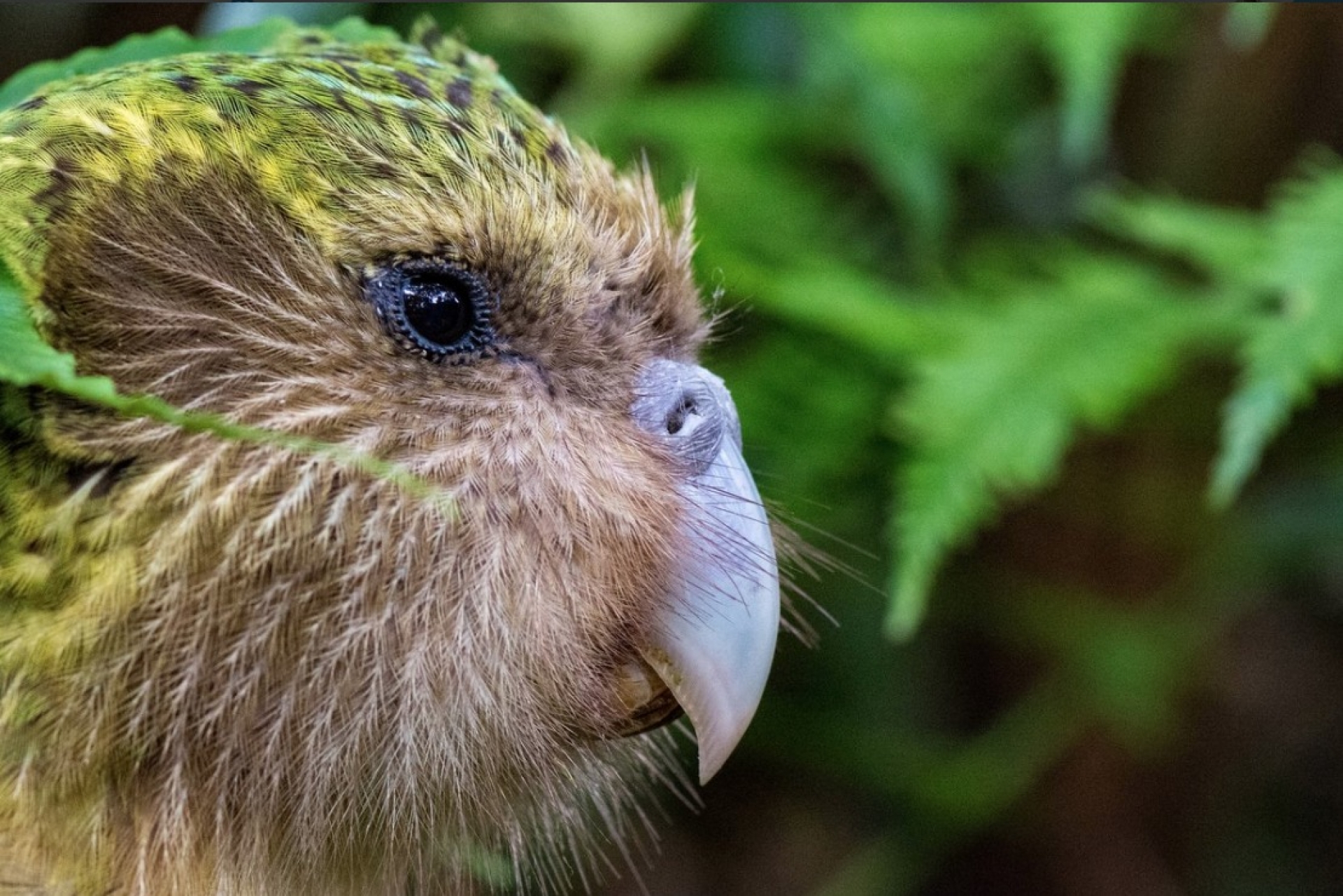 El Kākāpō, un loro gordito que no vuela, ¿ya lo conocías?