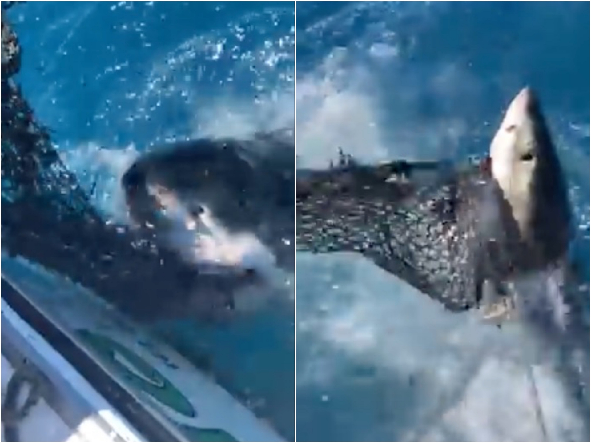 VIDEO: Tiburón blanco sorprende a pescador y le roba la carnada