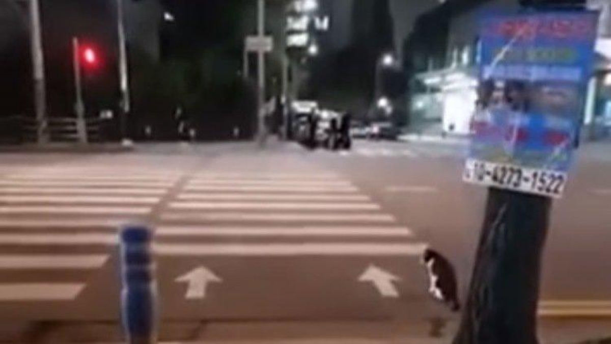 VIDEO: Un gato, espera la luz del semáforo para cruzar y ahora es viral