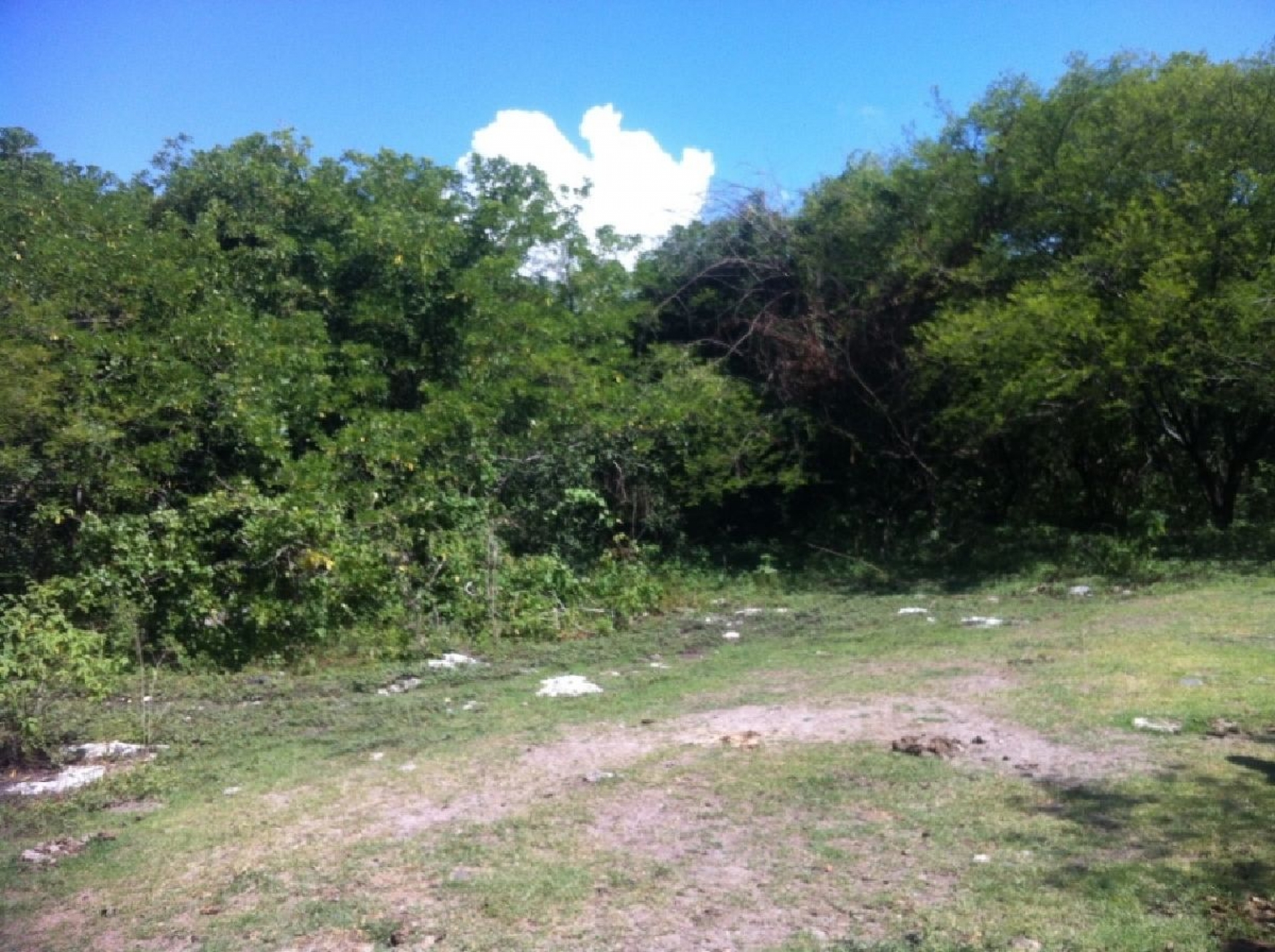 Persiste la tala clandestina en zonas de Tetecala