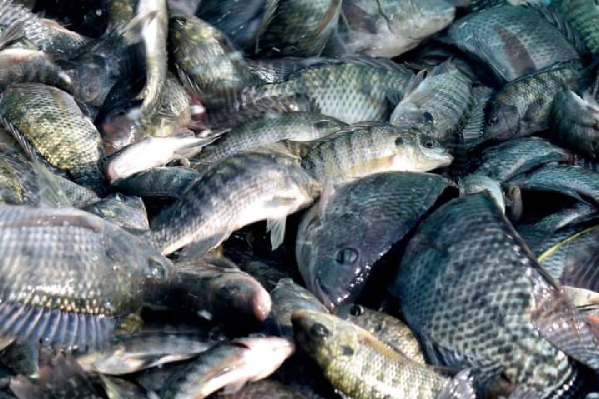 Siembran mojarra en laguna de Apancingo para reactivar la pesca