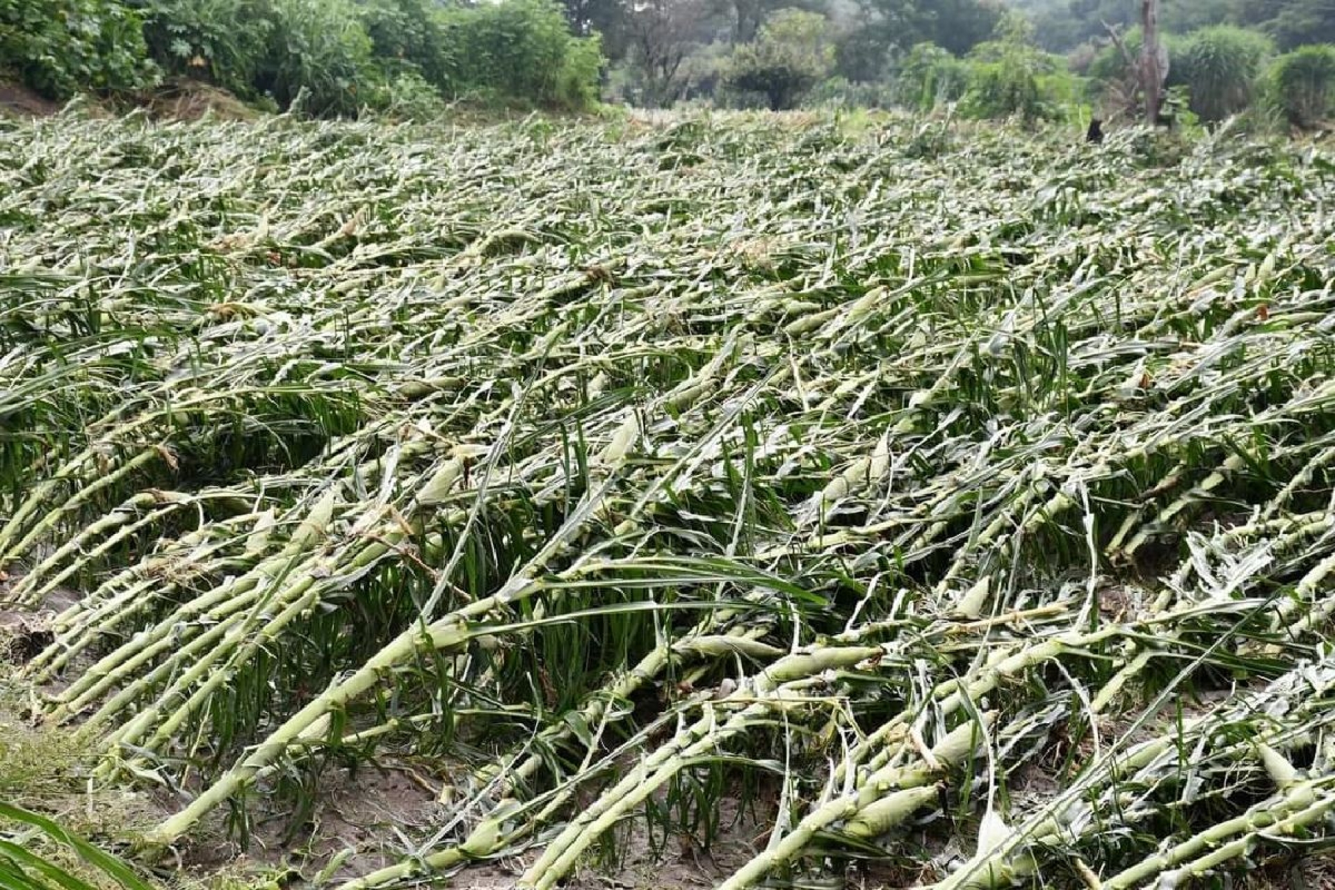 Se perdieron cultivos de flor por crecidas