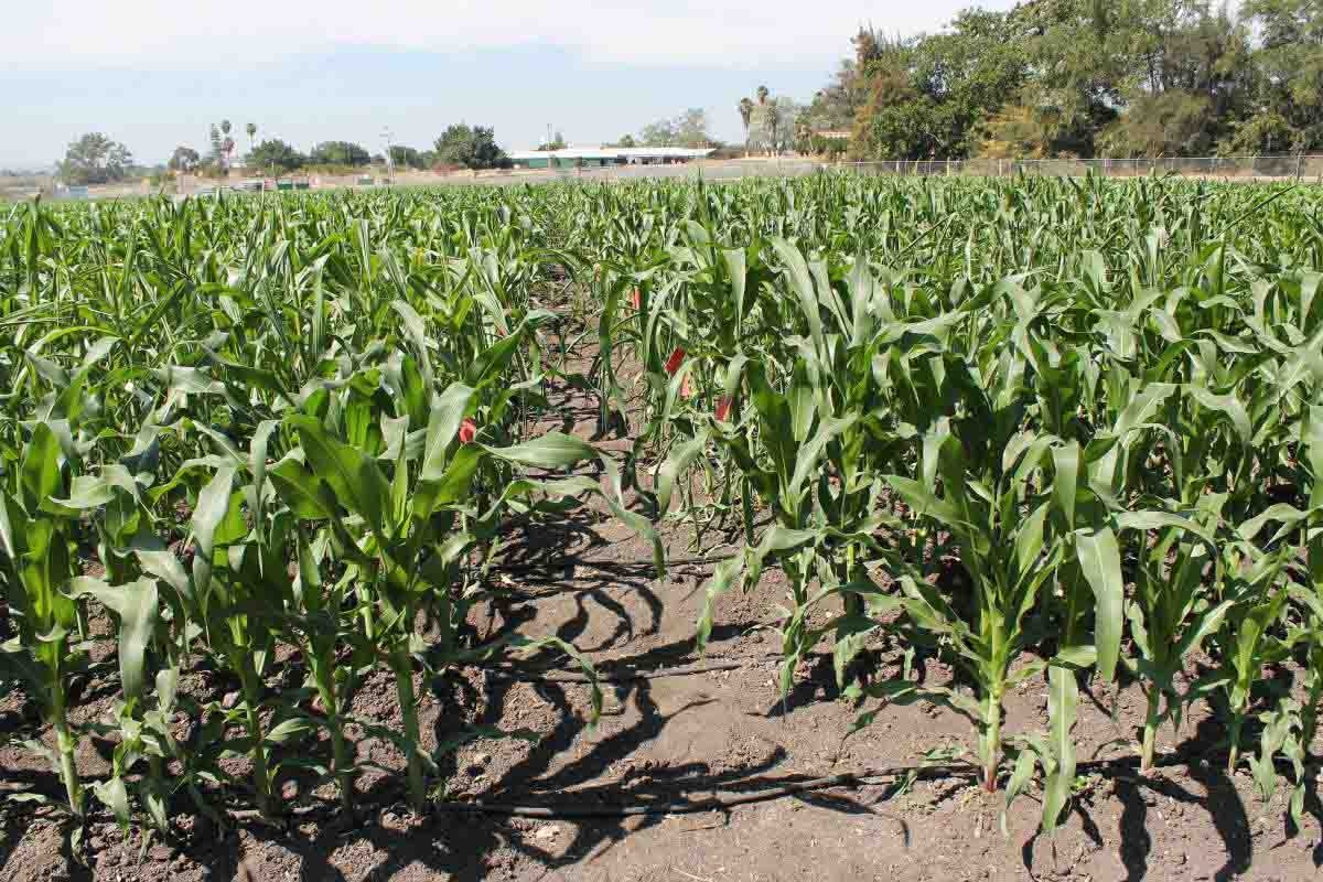 Pugnan campesinos por restablecimiento de programas de apoyo