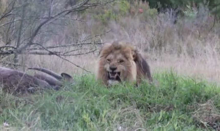 Un león corre y espanta a un fotógrafo que observaba al felino comer (VIDEO)