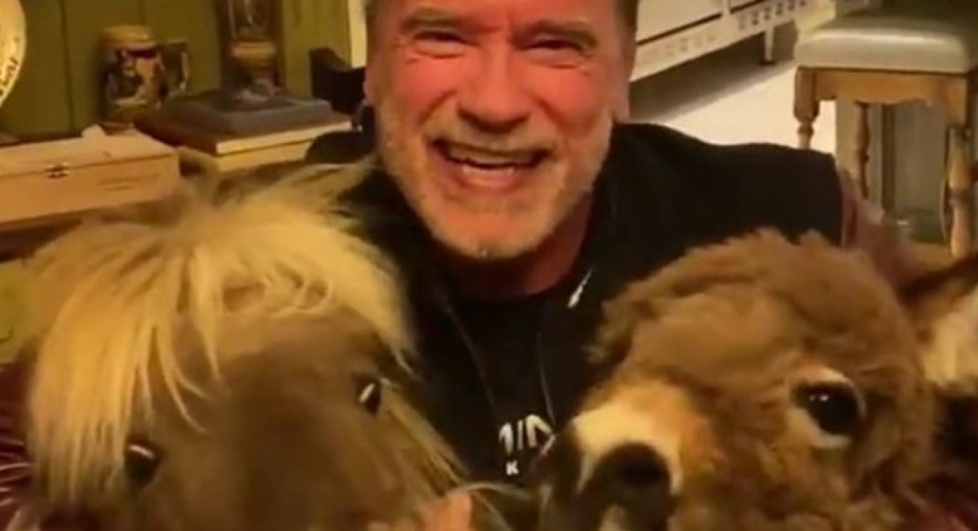 VIDEO: De esta forma Arnold Schwarzenegger te invita a quedarte en casa