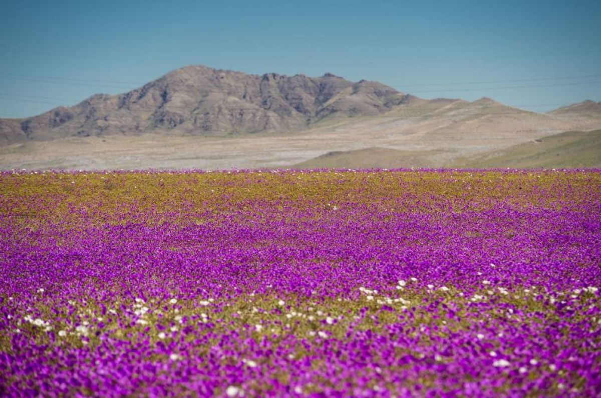 El desierto de Atacama se llena de flores ¿Por qué?