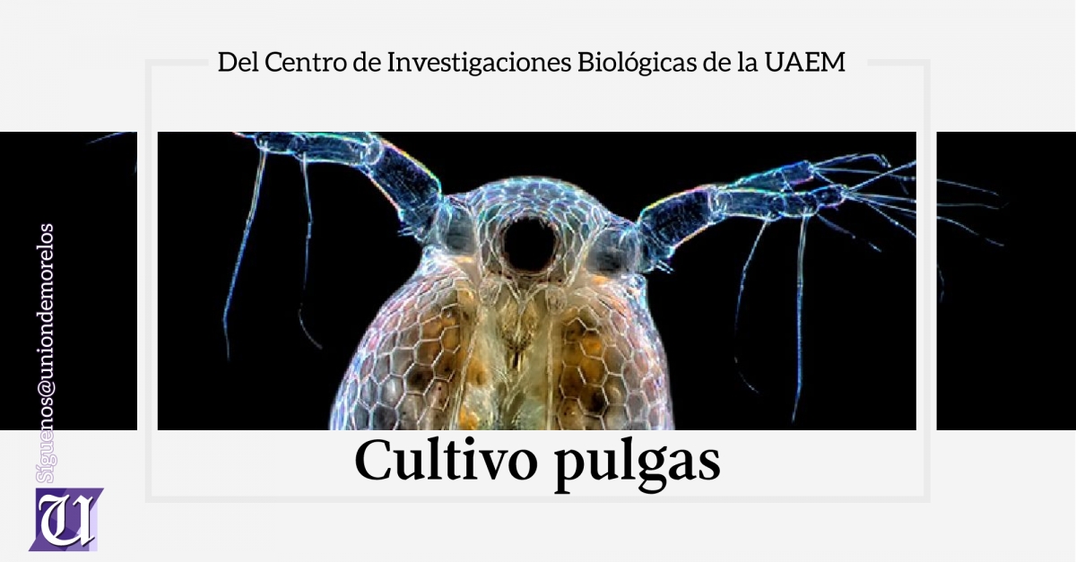 Saltando en el agua: pulgas con alto valor nutrimental