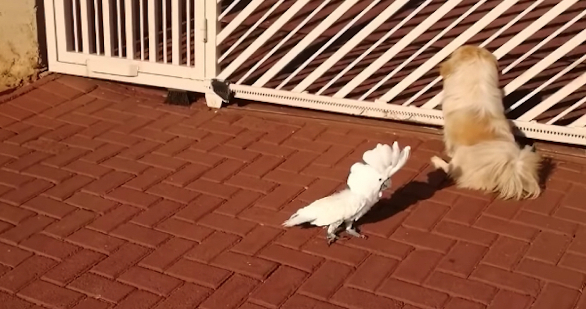 Cacatúa que ladra y cuida su casa como un perro es captada en un VIDEO por su dueño