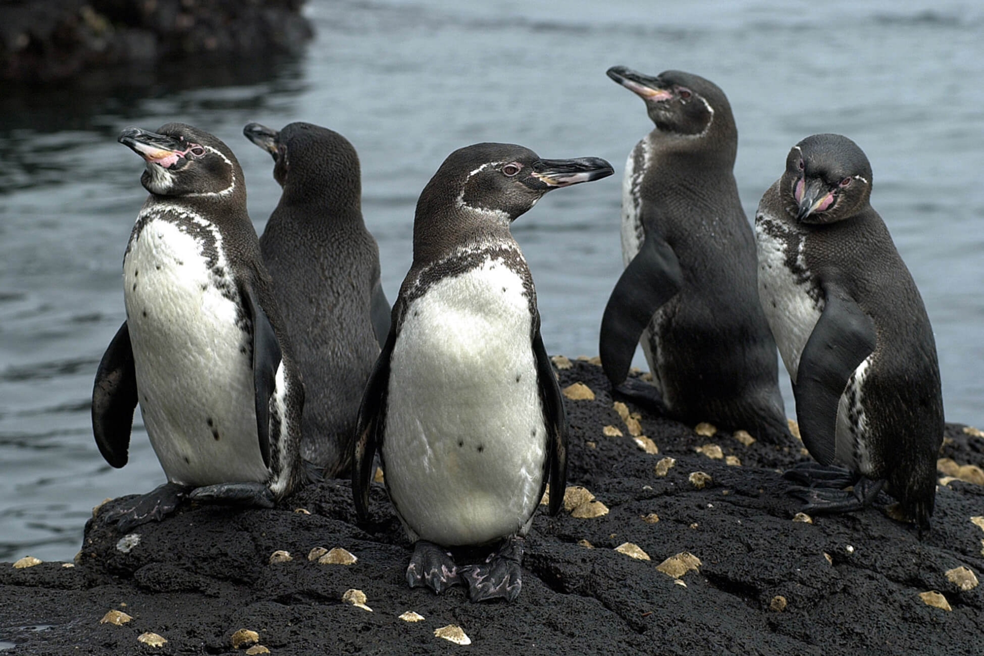 Estudios muestran la sorprendente resistencia del pingüino de Galápagos