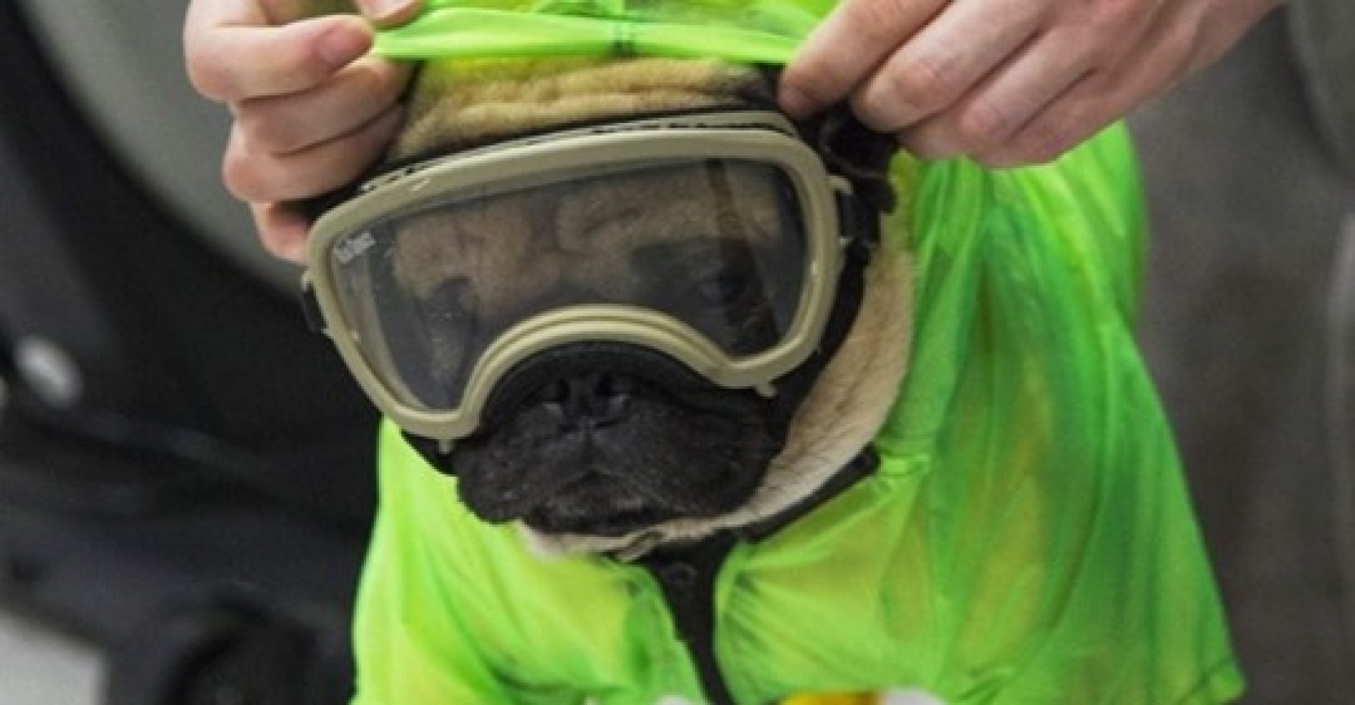 Harley, el perrito que acompaña a médicos y pacientes durante la pandemia de COVID-19