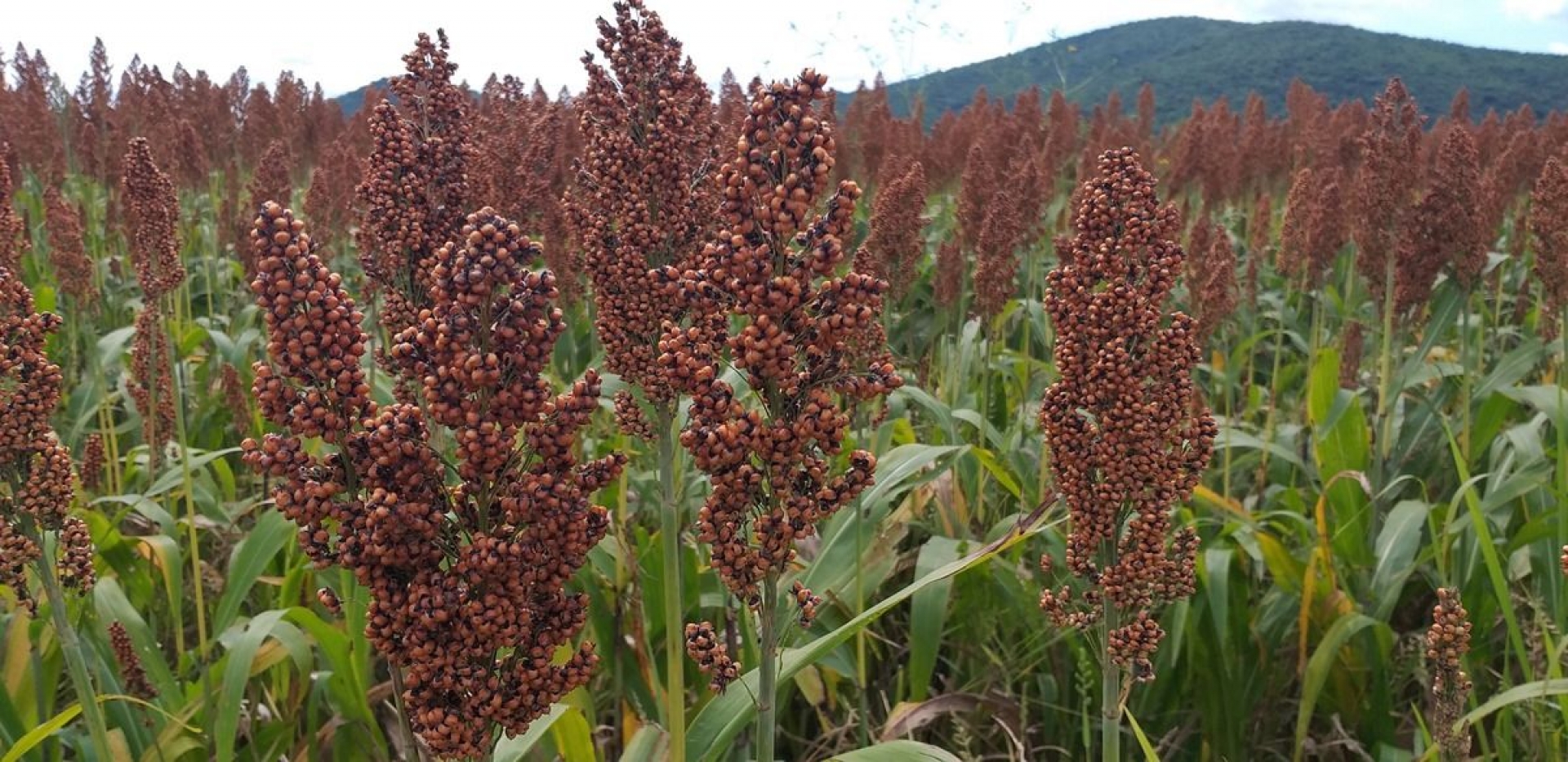 Logran productores de Morelos venta de sorgo en volumen