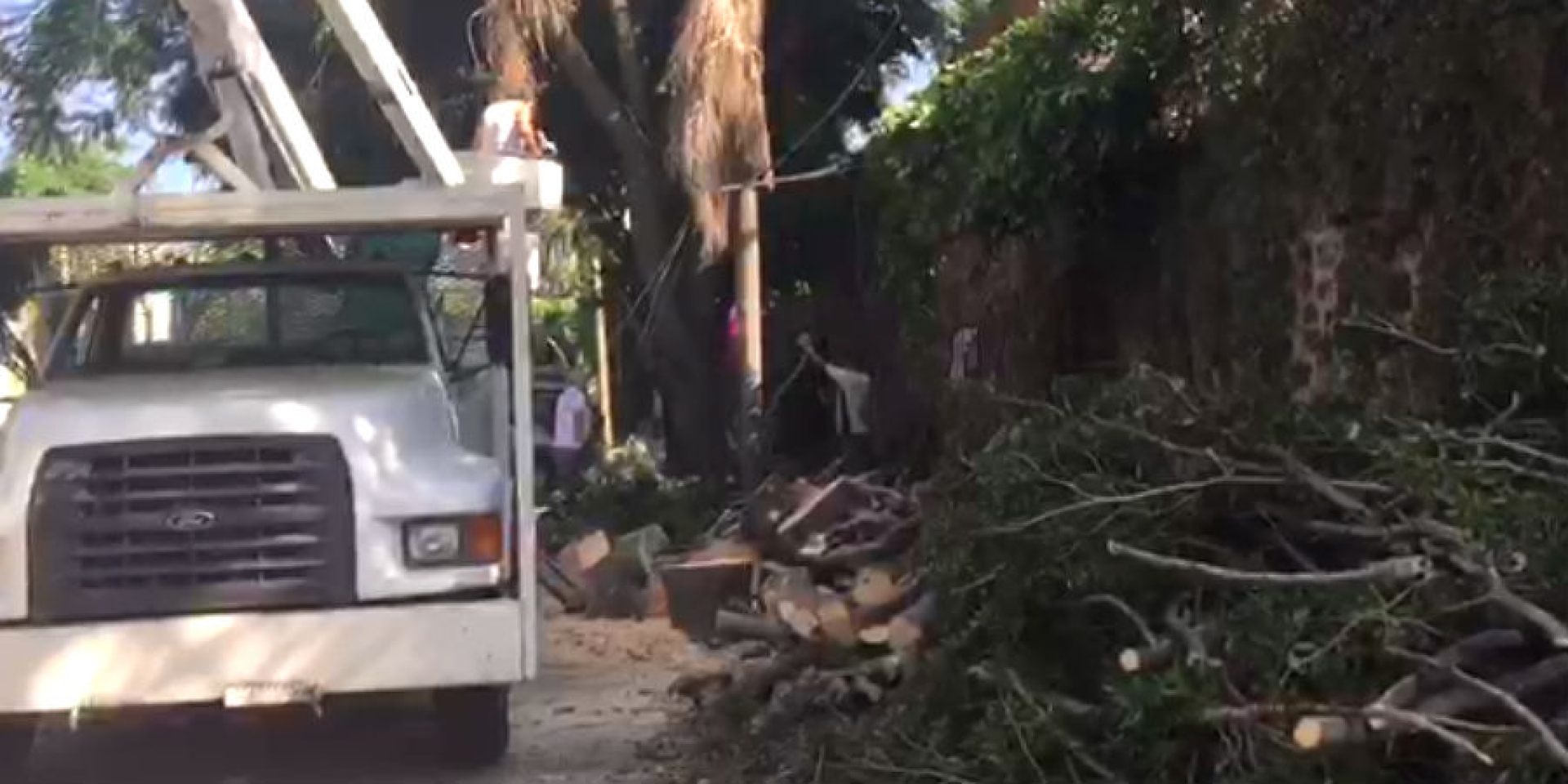 Viento provocó caída de 31 árboles: CEPCM